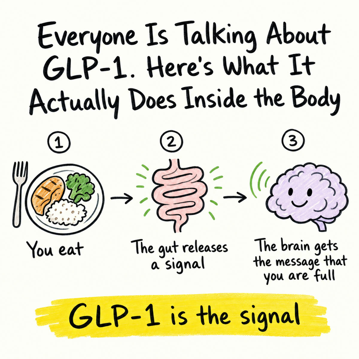 Hand-drawn GLP-1 mechanism explainer